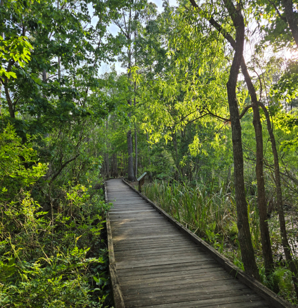 A wooden boardwalk curving through the green wetland forest at UF's Natural Area Teaching Laboratory